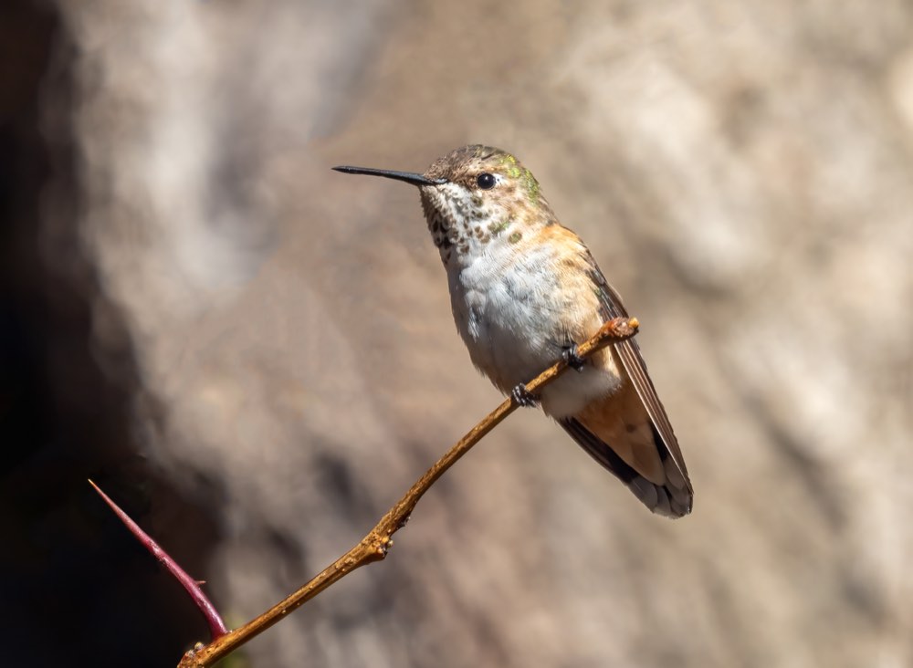 Rufous Hummingbird