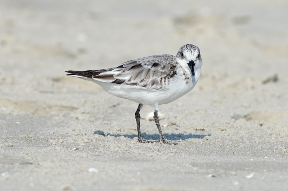 Sanderling