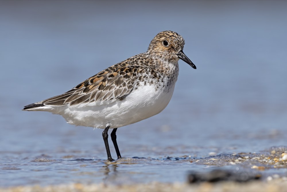 Male Sanderling