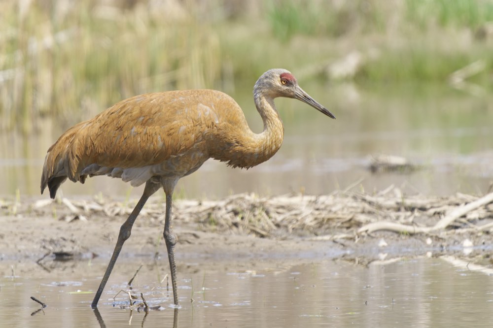 Sandhill Crane