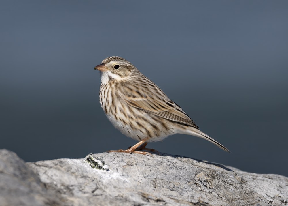 Savannah Sparrow