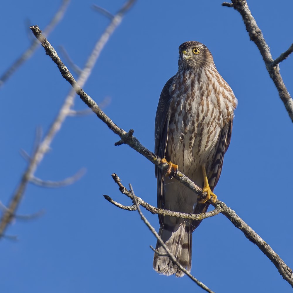 Sharp-shinned Hawk