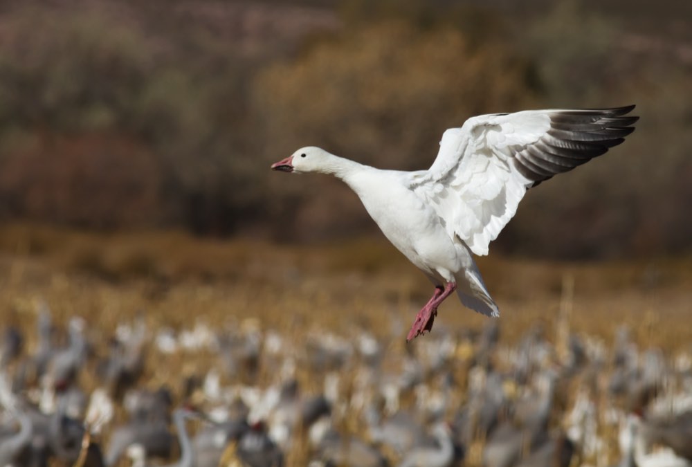 Snow Goose