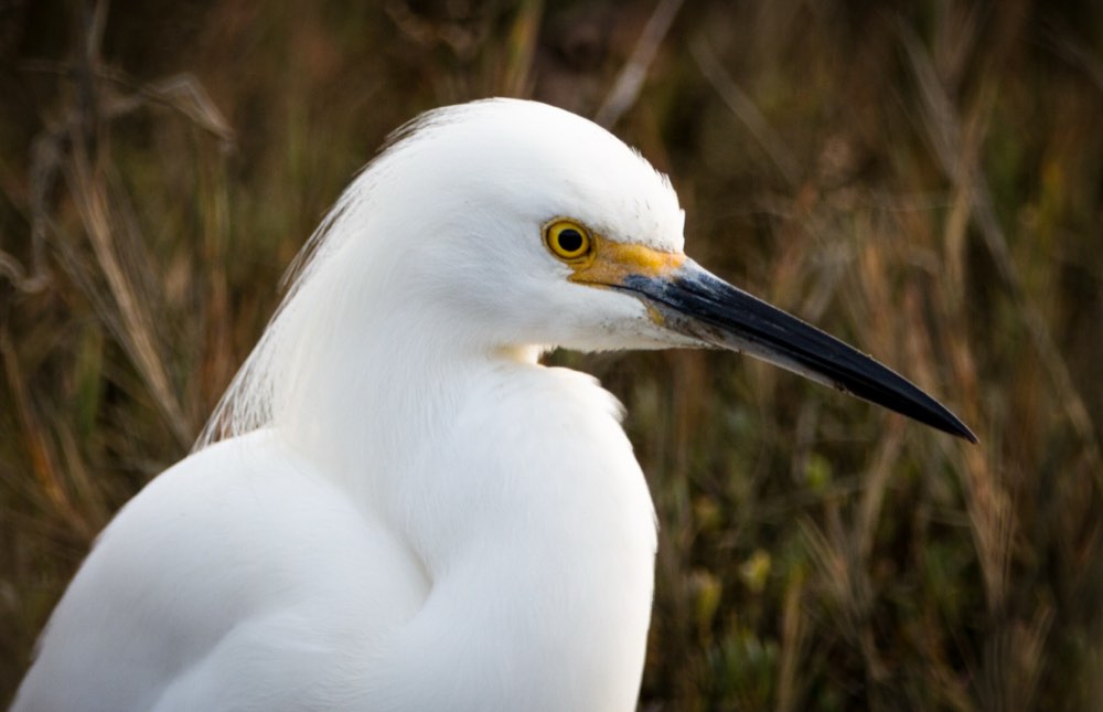 Snowy Egret