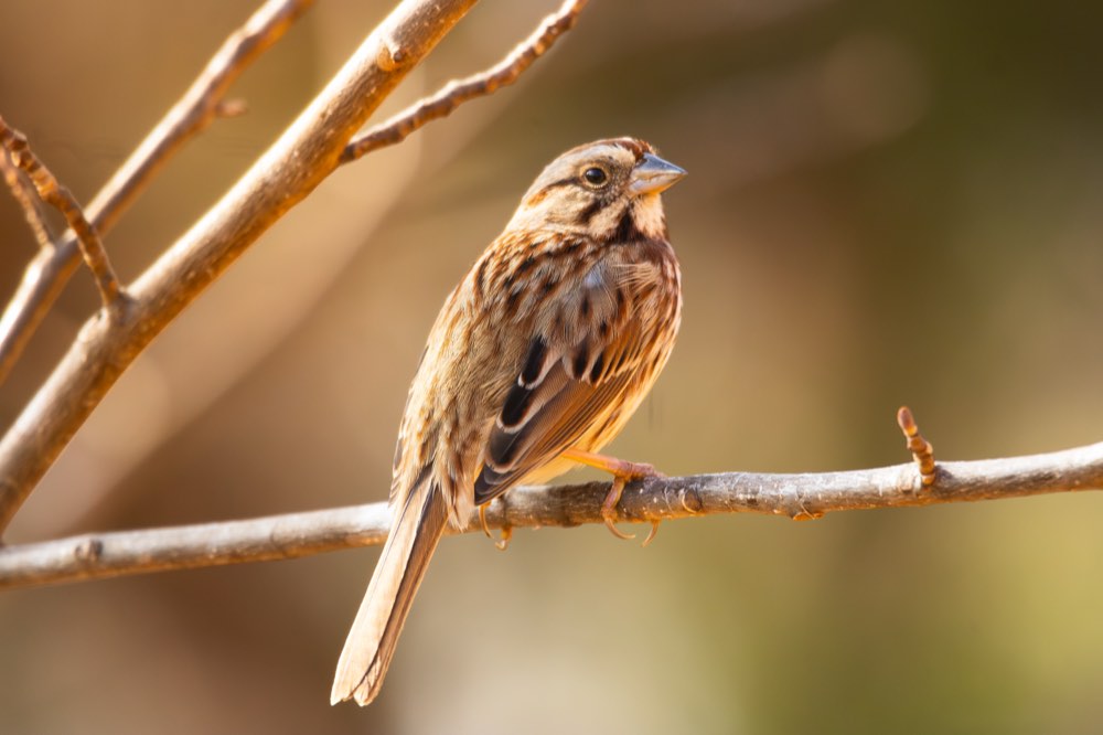 Song Sparrow