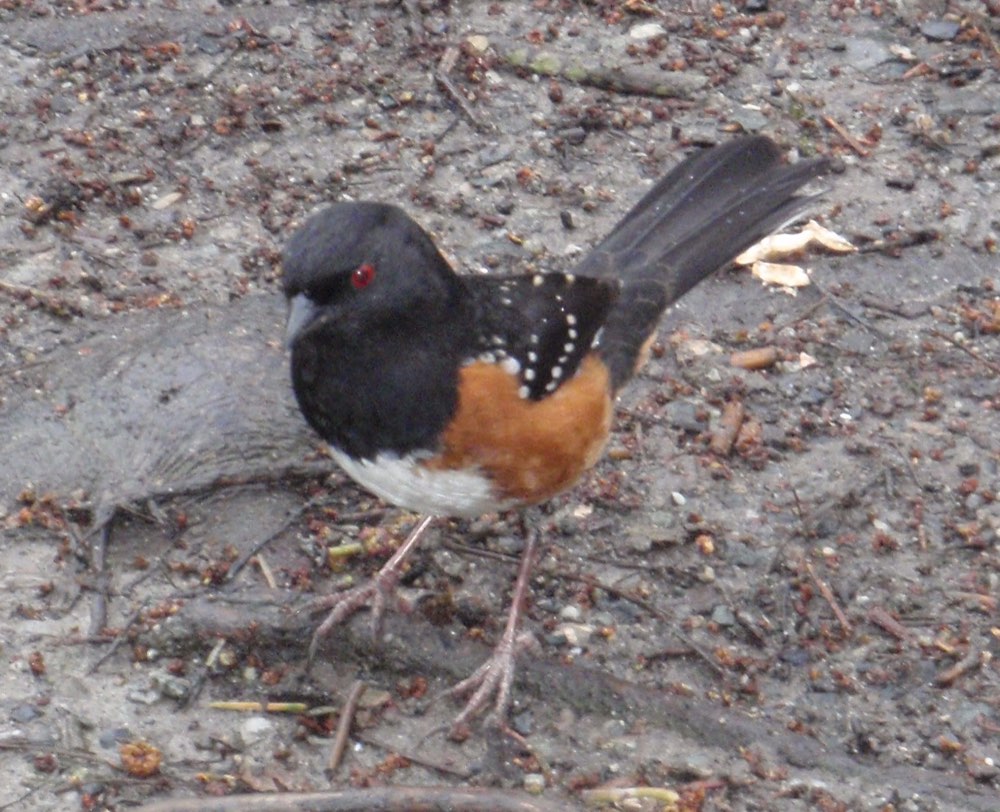 Spotted Towhee