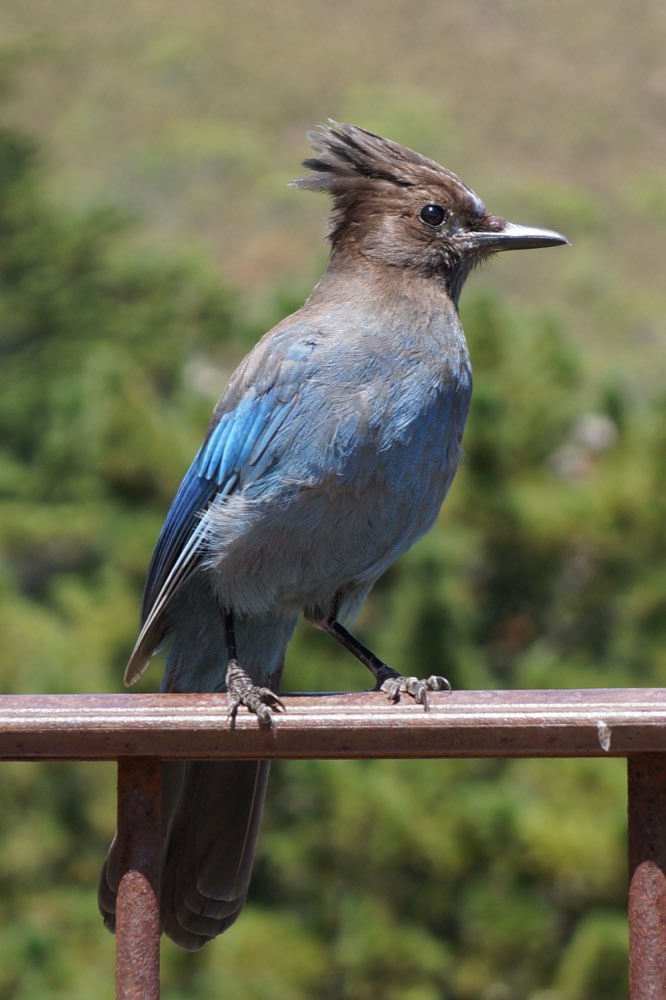Steller's Jay