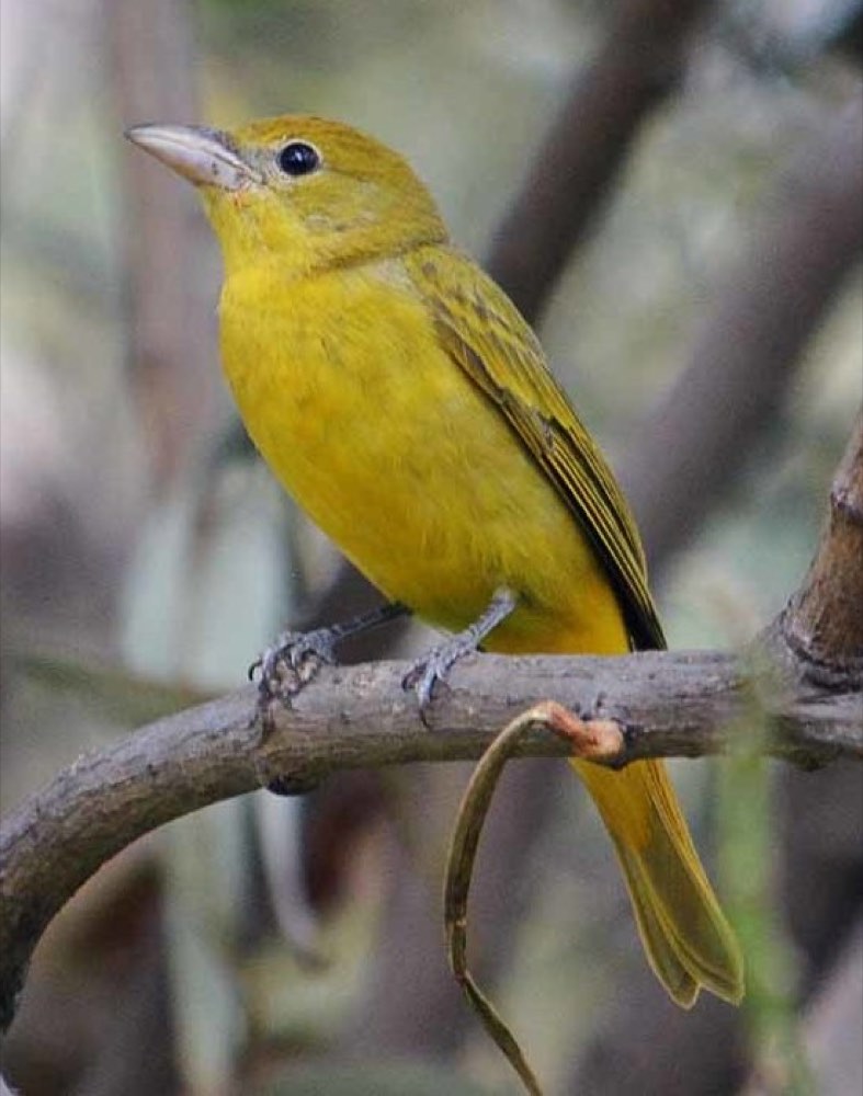 Female Summer Tanager
