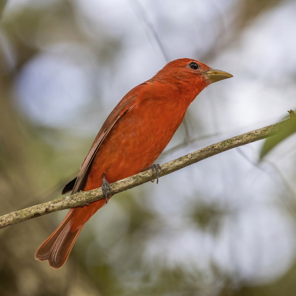 Summer Tanager