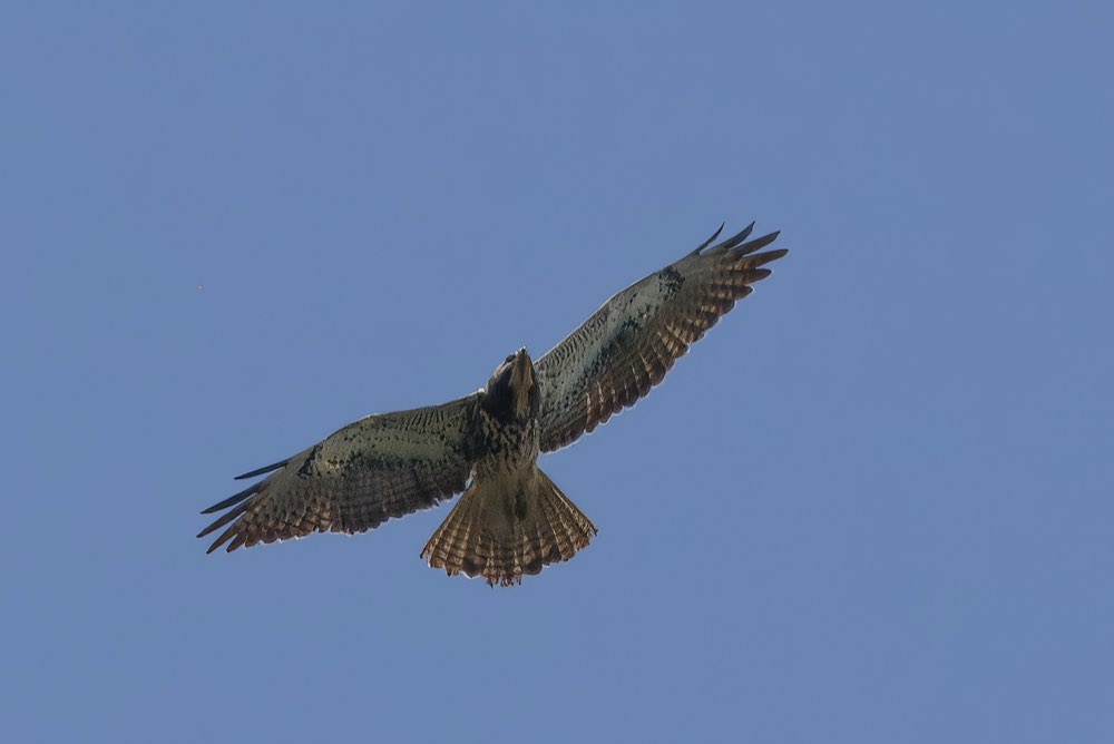 Swainson's Hawk