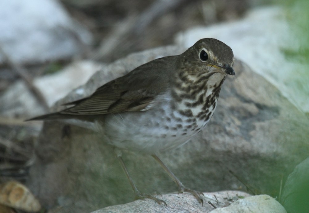 Swainson's Thrush