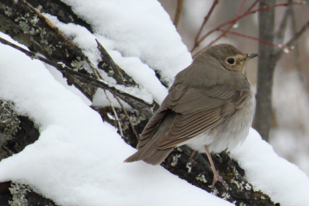 Swainson's Thrush