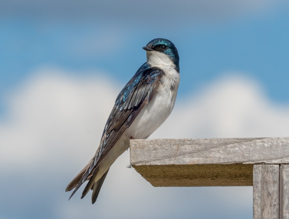 Tree Swallow