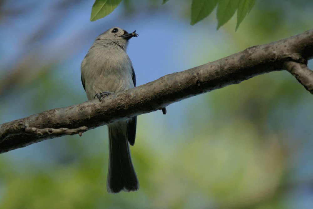 Tufted Titmouse