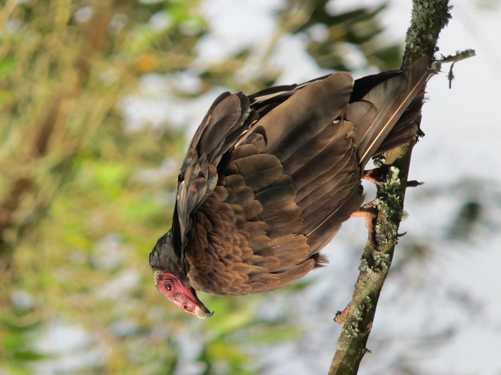 Turkey Vulture