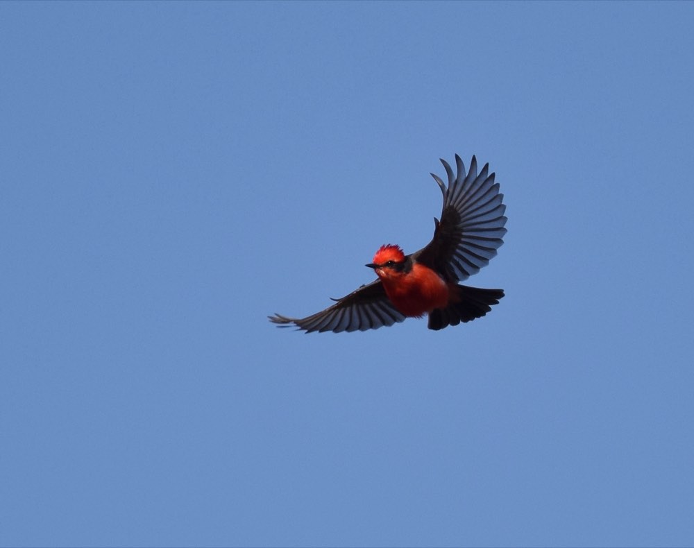 Vermilion Flycatcher