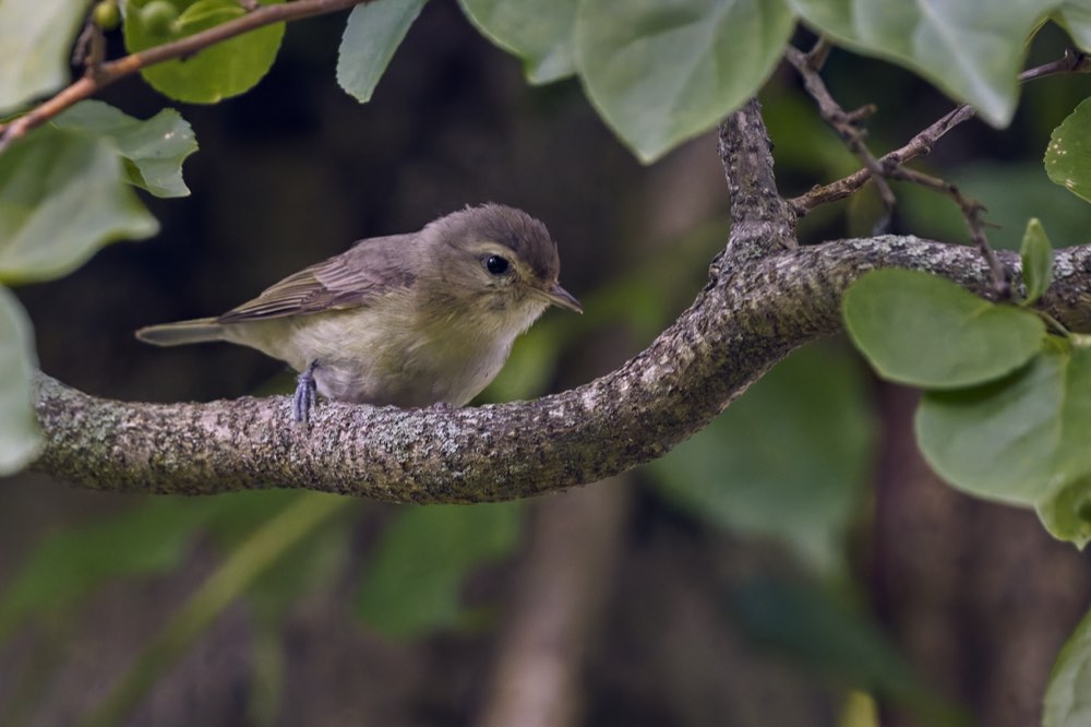 Warbling Vireo
