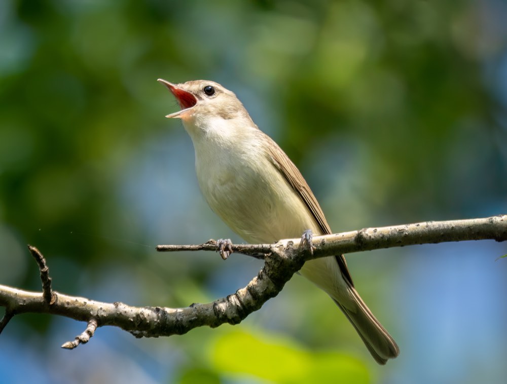 Warbling Vireo