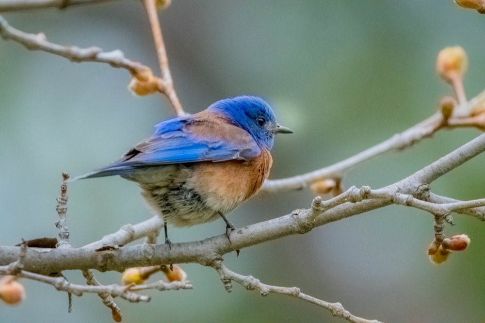Western Bluebird