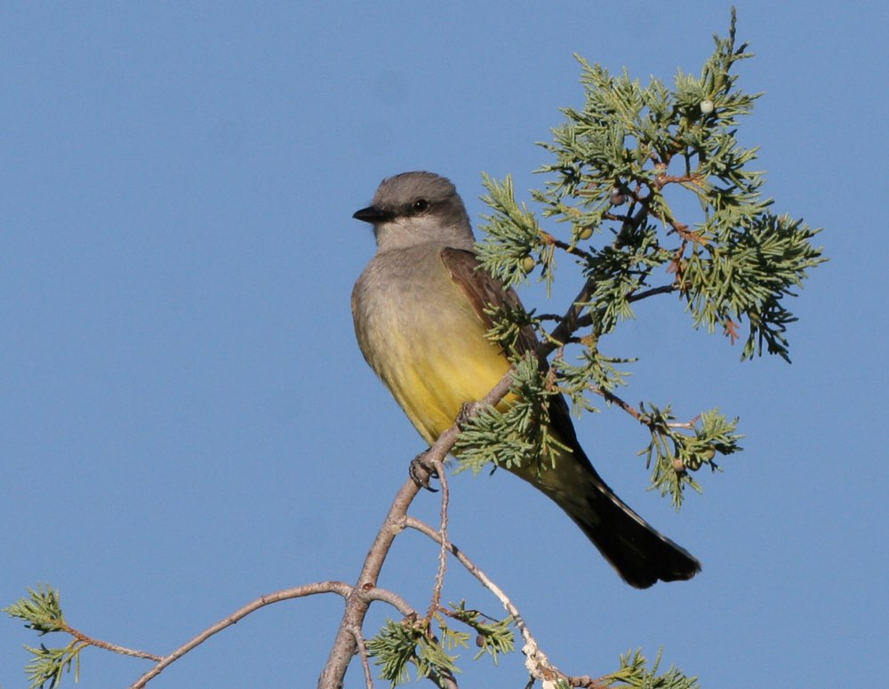 Western Kingbird