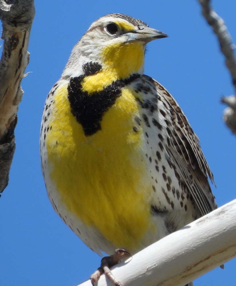 Western Meadowlark