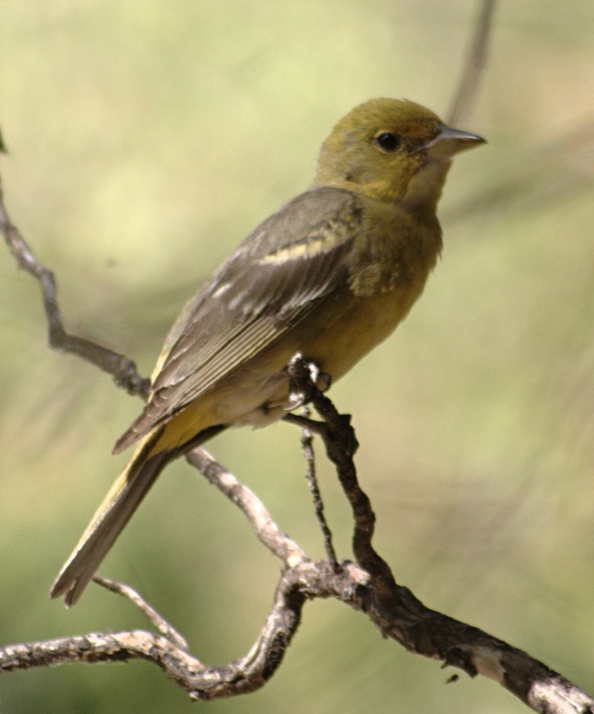 Female Western Tanager
