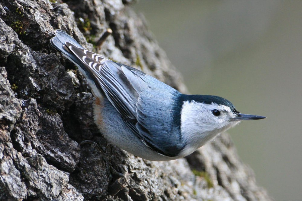 White-breasted Nuthatch
