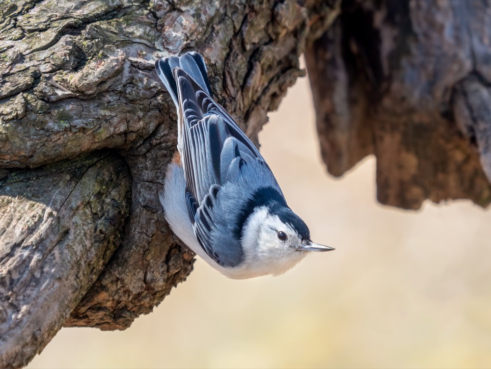 White-breasted Nuthatch