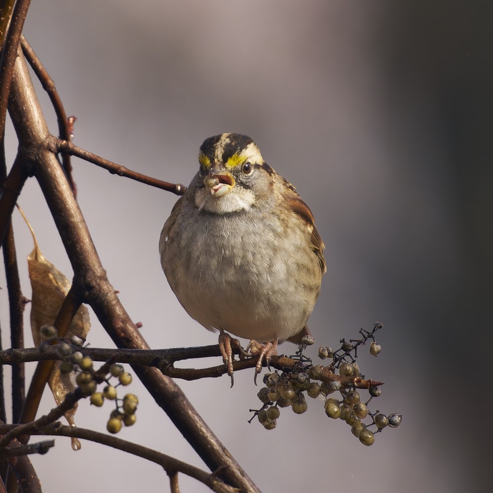White-throated Sparrow