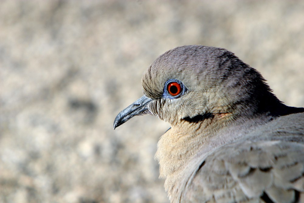 White-winged Dove