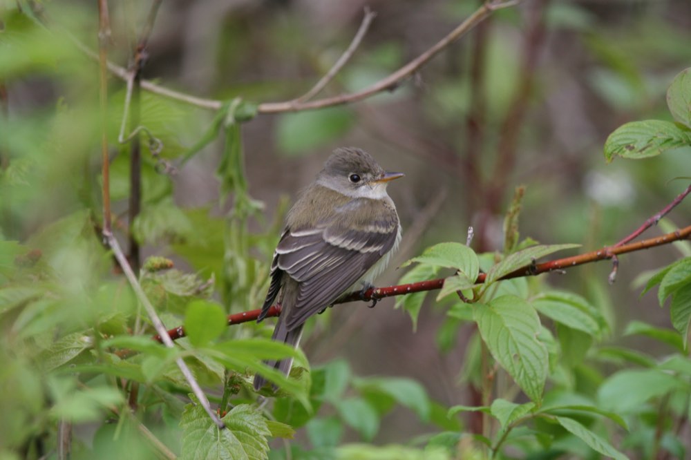Willow Flycatcher
