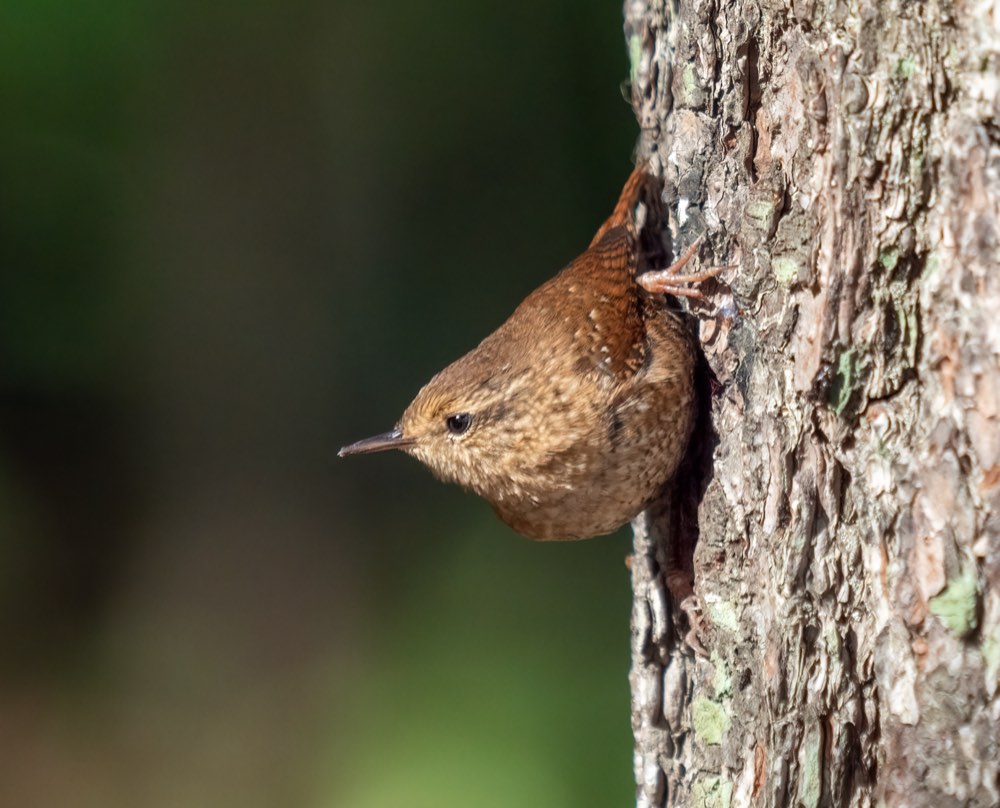 Winter Wren
