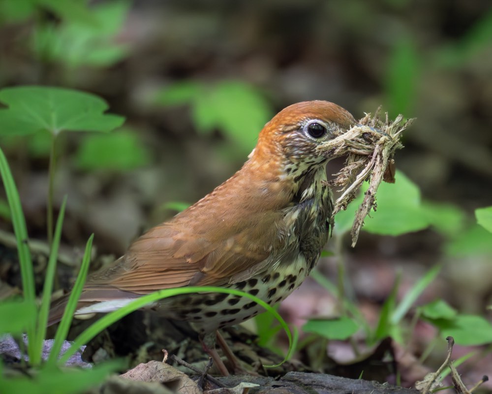 Wood Thrush