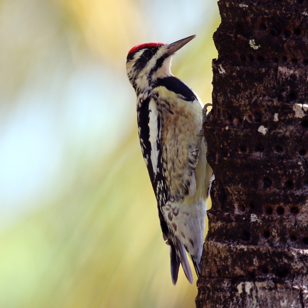 Female Yellow-bellied Sapsucker