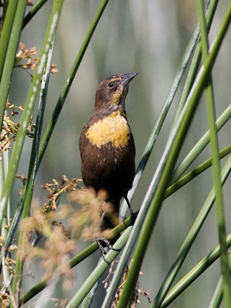 Female Yellow-headed Blackbird