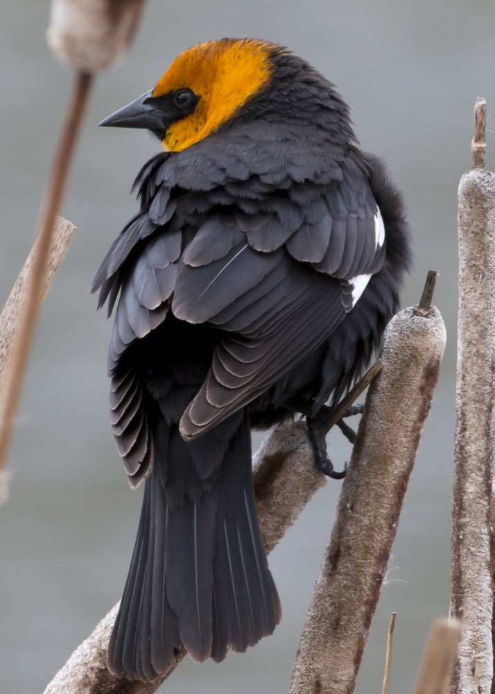 Yellow-headed Blackbird