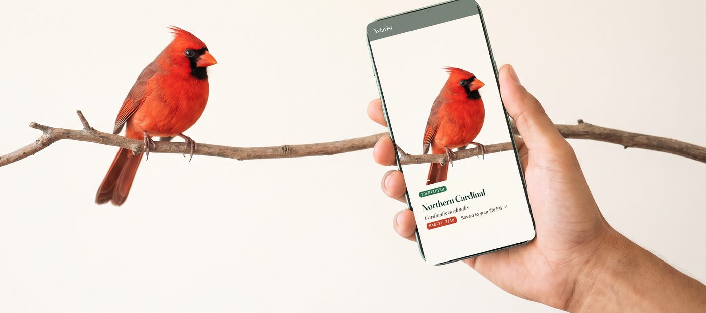 Identifying a Northern Cardinal with the Aviarist app